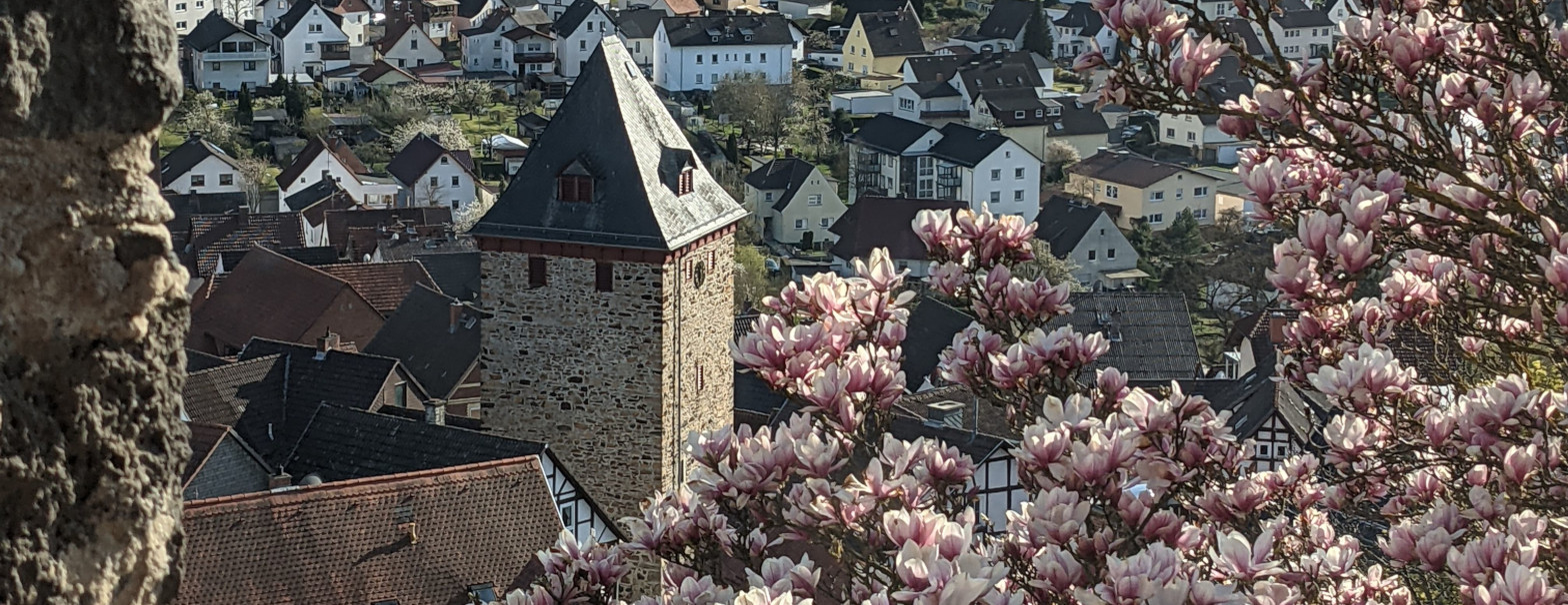 Blick über die Dächer von Staufenberg. Im Mittelgrund der Torturm der mittelalterlichen Stadt von 1401, teilweise rechts im Vordergrund umrahmt von Magnolienblüten. (3/3)