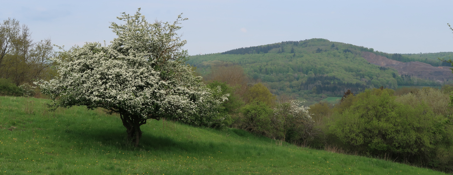 Der Totenberg vom Bornweg bei Climbach gesehen.