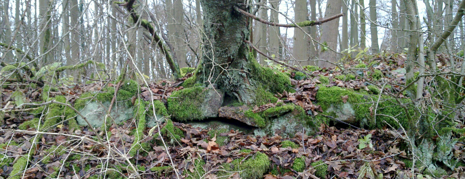 Frühmittelalterliche Mauerrelikte auf dem Totenberg.